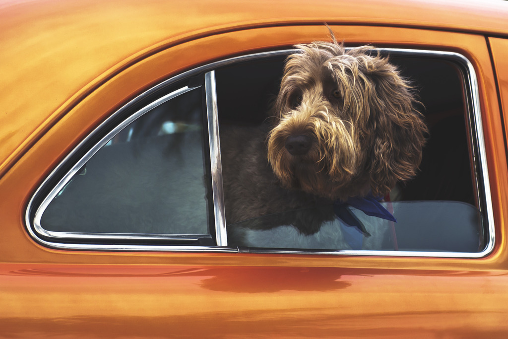 salon auto credit voiture